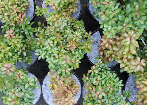 Scheiben Topfscheiben mit Vlies zum Schutz vor Unkraut Polen